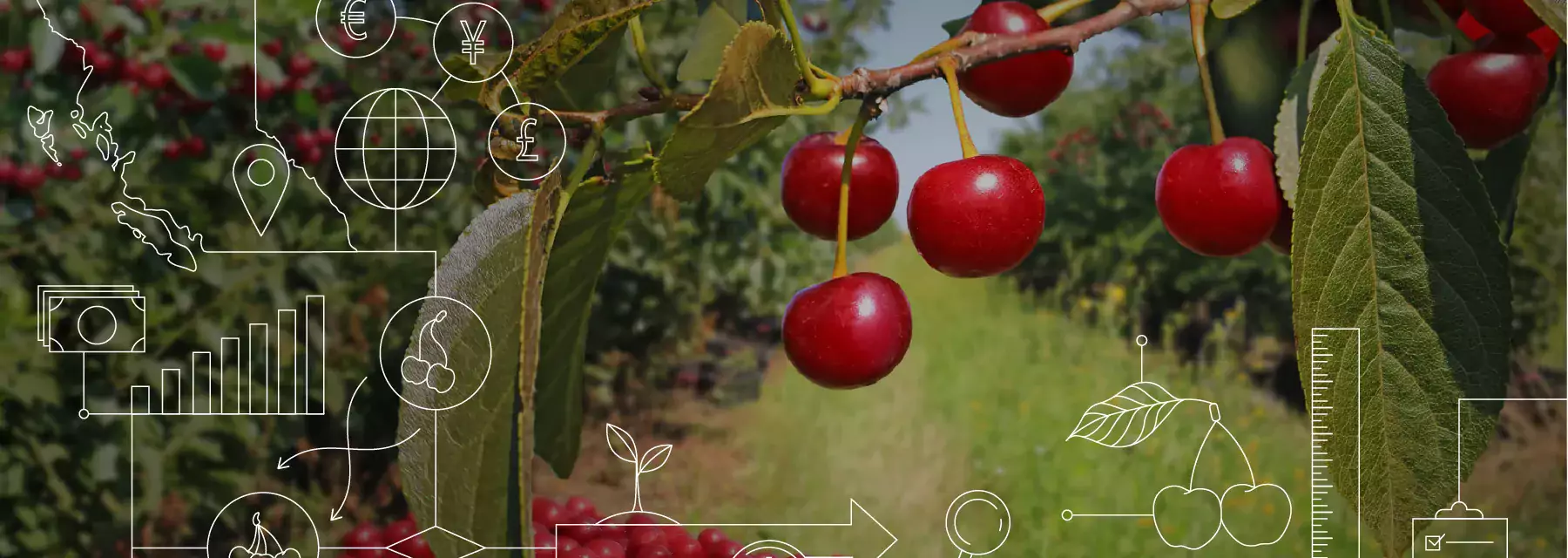 Agri-Food Canada - Cherry Picking DIA