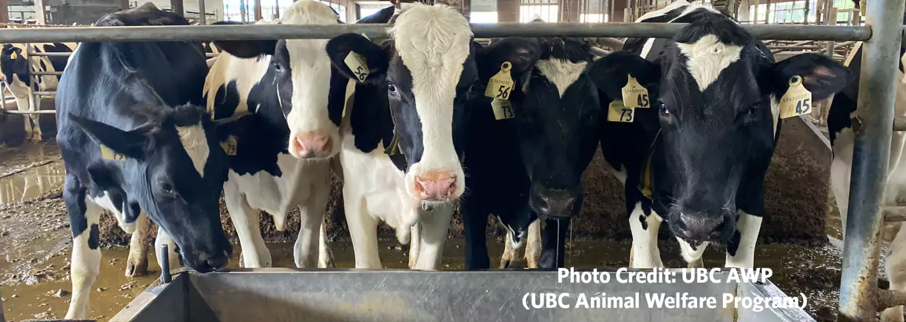 UBC Animal Welfare Program